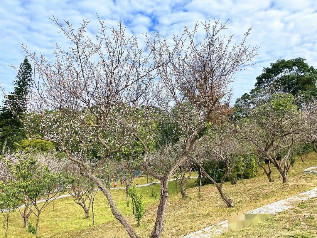 博罗梅花已进入最佳观赏期_罗浮山_枝头_何家田