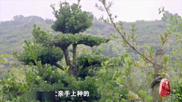 盆景|这里没有鱼，却被叫“渔村”？