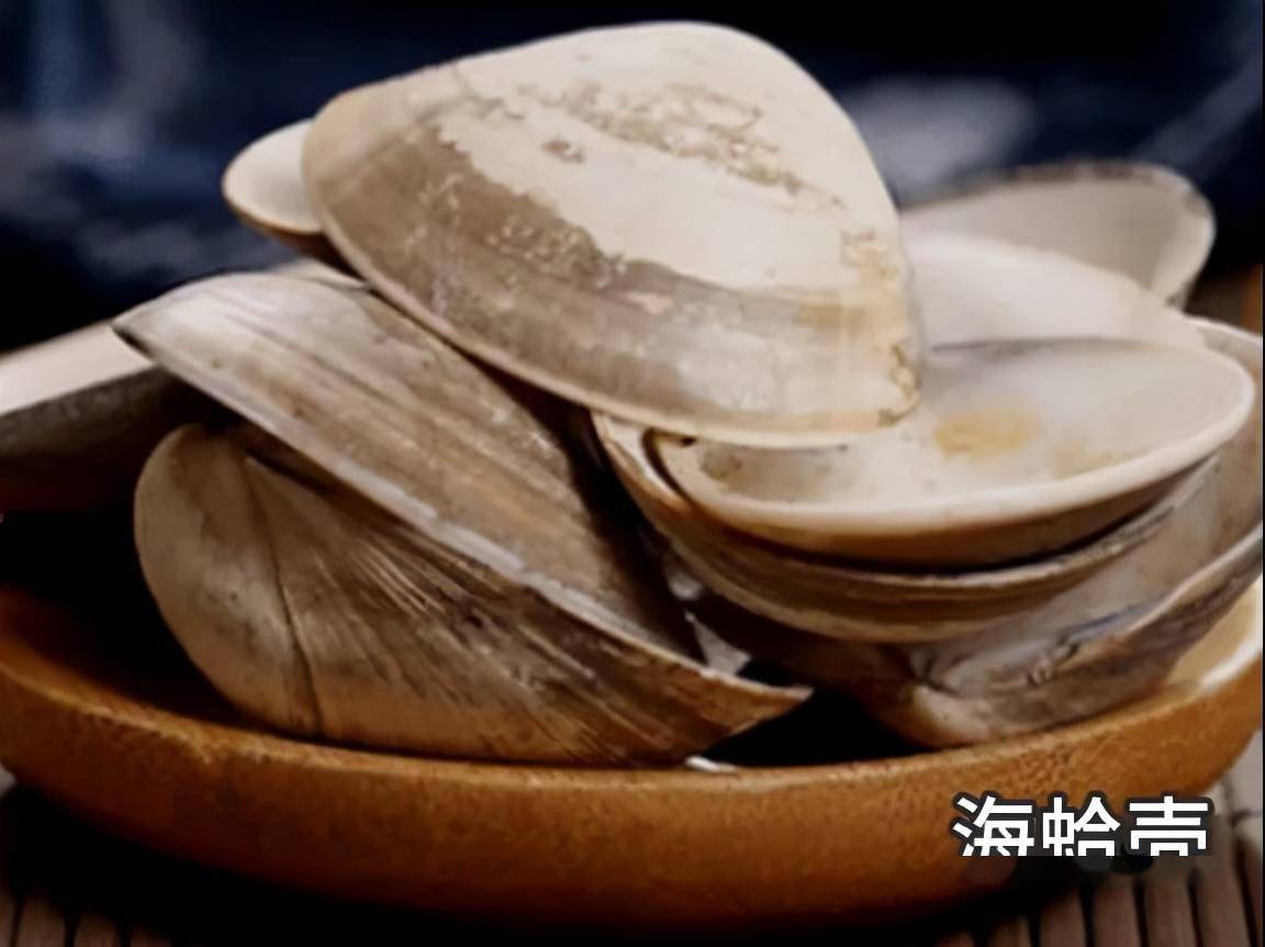 每天学习一味中药——海蛤壳