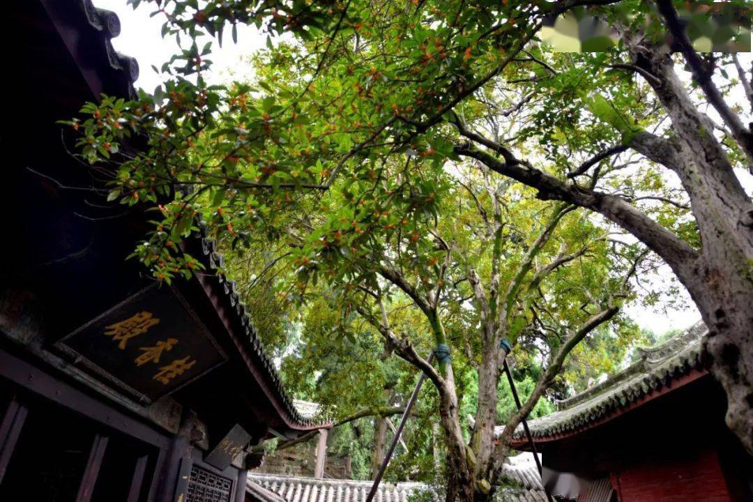 其中游弋在巧夺天工山水间让记忆永恒且行且珍惜让我们七曲山相逢作者