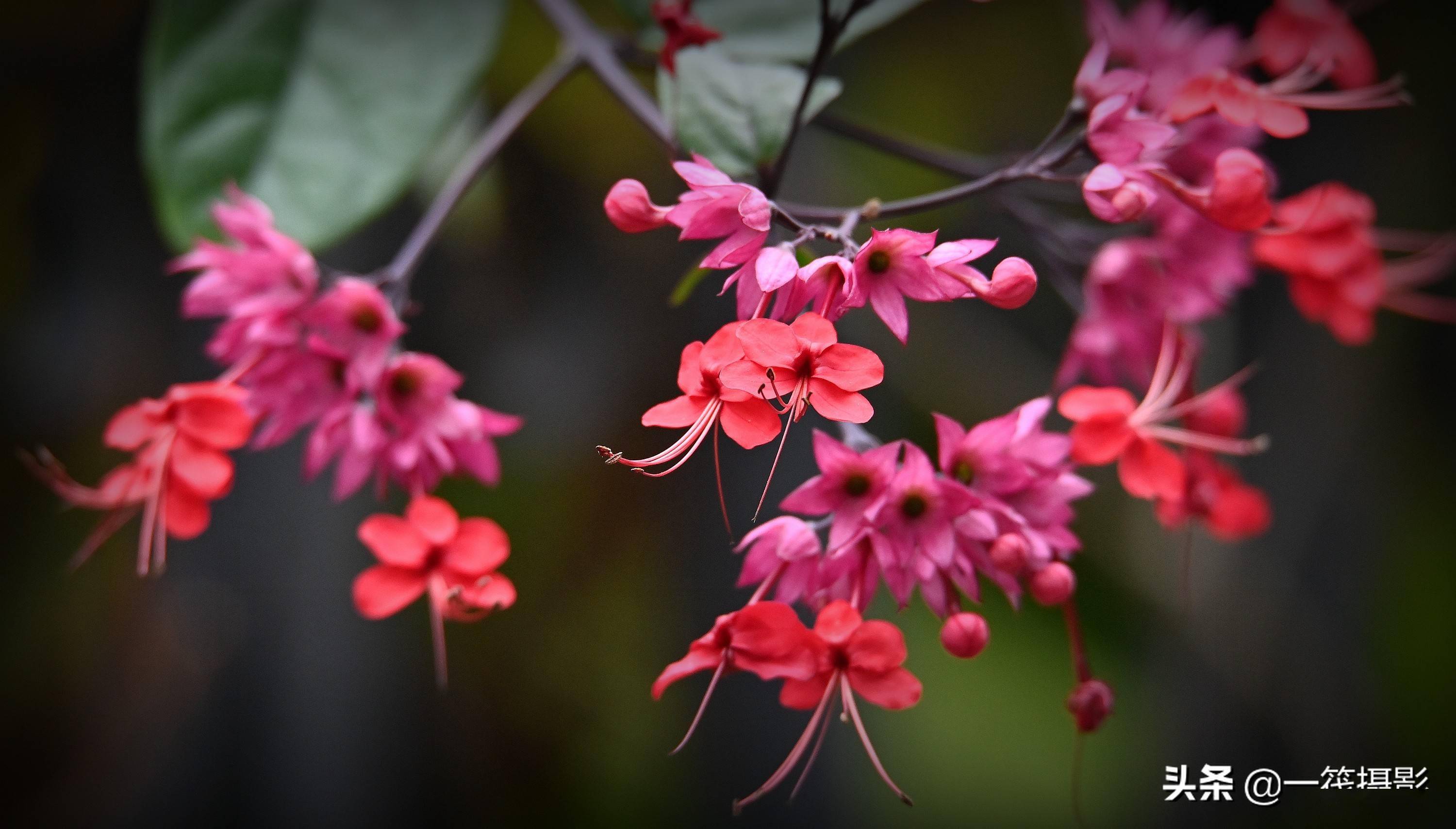 冬日賞花——紅萼龍吐珠_栽培_泉州_植物園