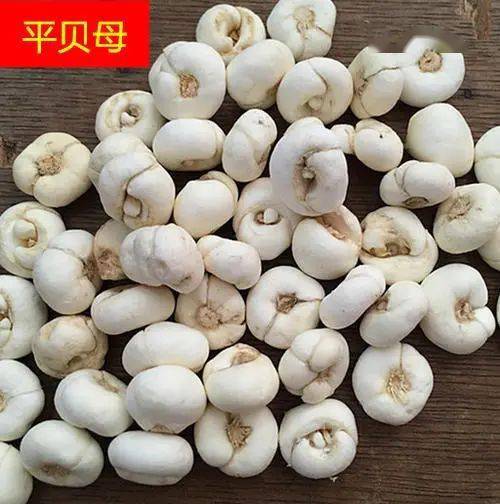 百草园地杏林探宝认知中药贝母