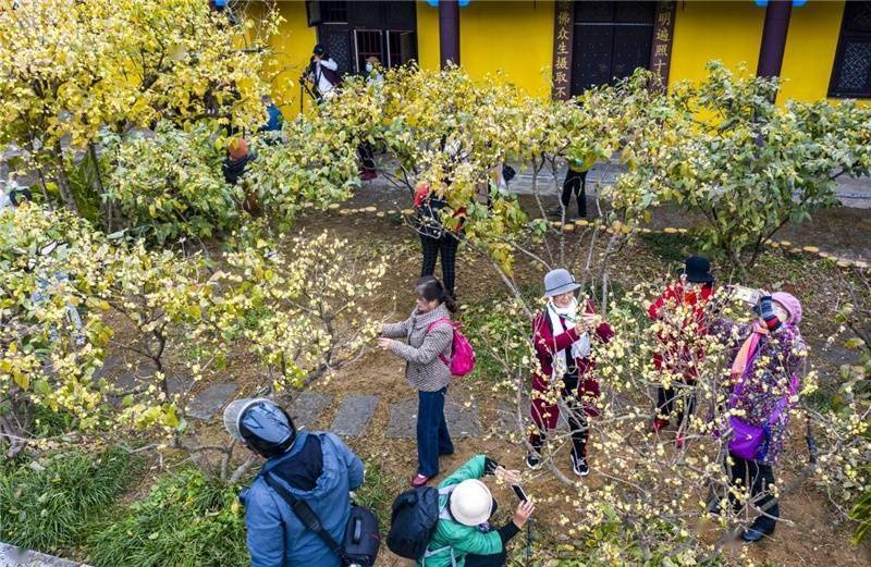 游客|桂林西山公园腊梅竞绽放 暗香浮动引游人来嗅（组图）