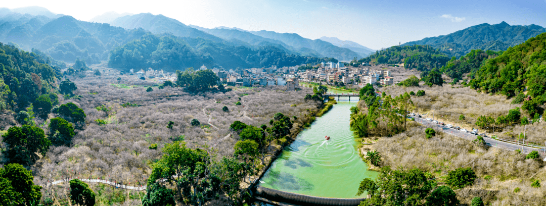 揭西梅花赏梅地点图片