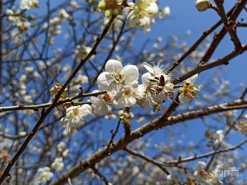 青梅|福州永泰:梅花绽放引客来