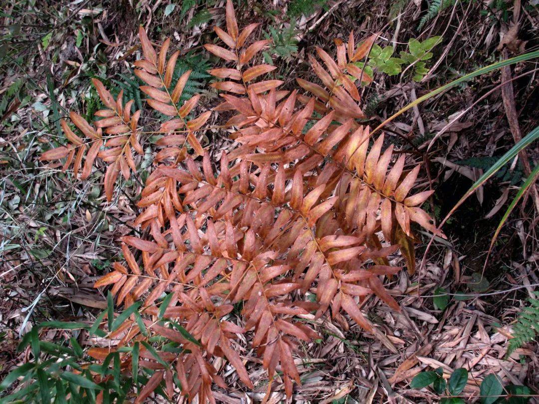 是少有的非常绿蕨类植物,根茎也是中药"贯众"的来源之一乌蕨(鳞始蕨科