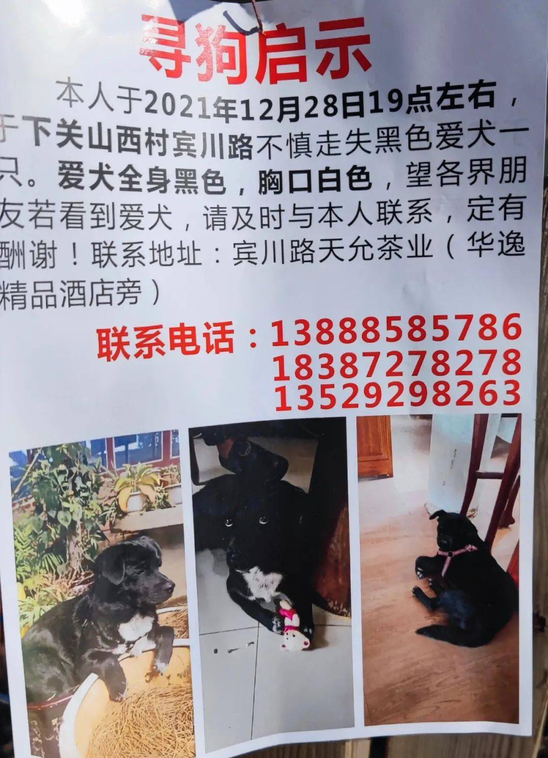 1月2日18时在开发区汽车城附近走失丢失时特征:上个月剃过毛主人寄语