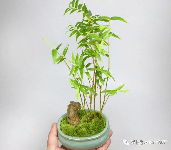 米竹的养殖方法和注意事项