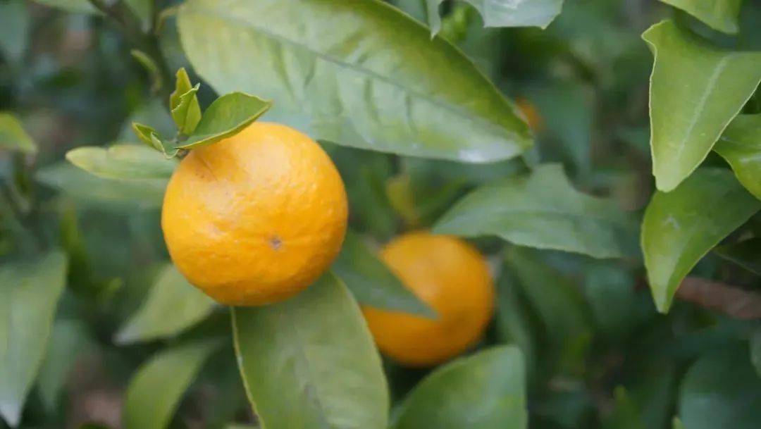 班级|播种绿色 收获幸福 | 一起来学校摘沃柑吧！