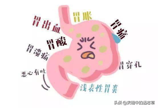 白术怎么吃治胃炎