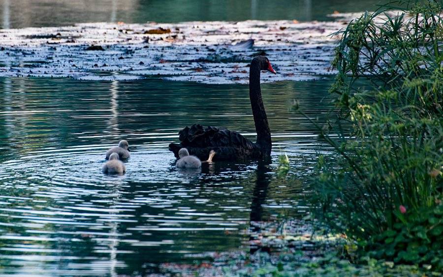 水域|冬日的厦门宛如童话：落羽杉正在“变装”，黑天鹅忙着“遛娃”
