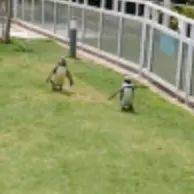 #每日有趣GIF图片#追蝴蝶的小企鹅~_仰狗_费头_羽毛球