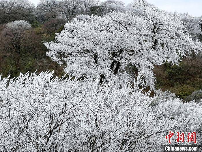 杆洞乡|广西北部深山出现一片彩色雪原