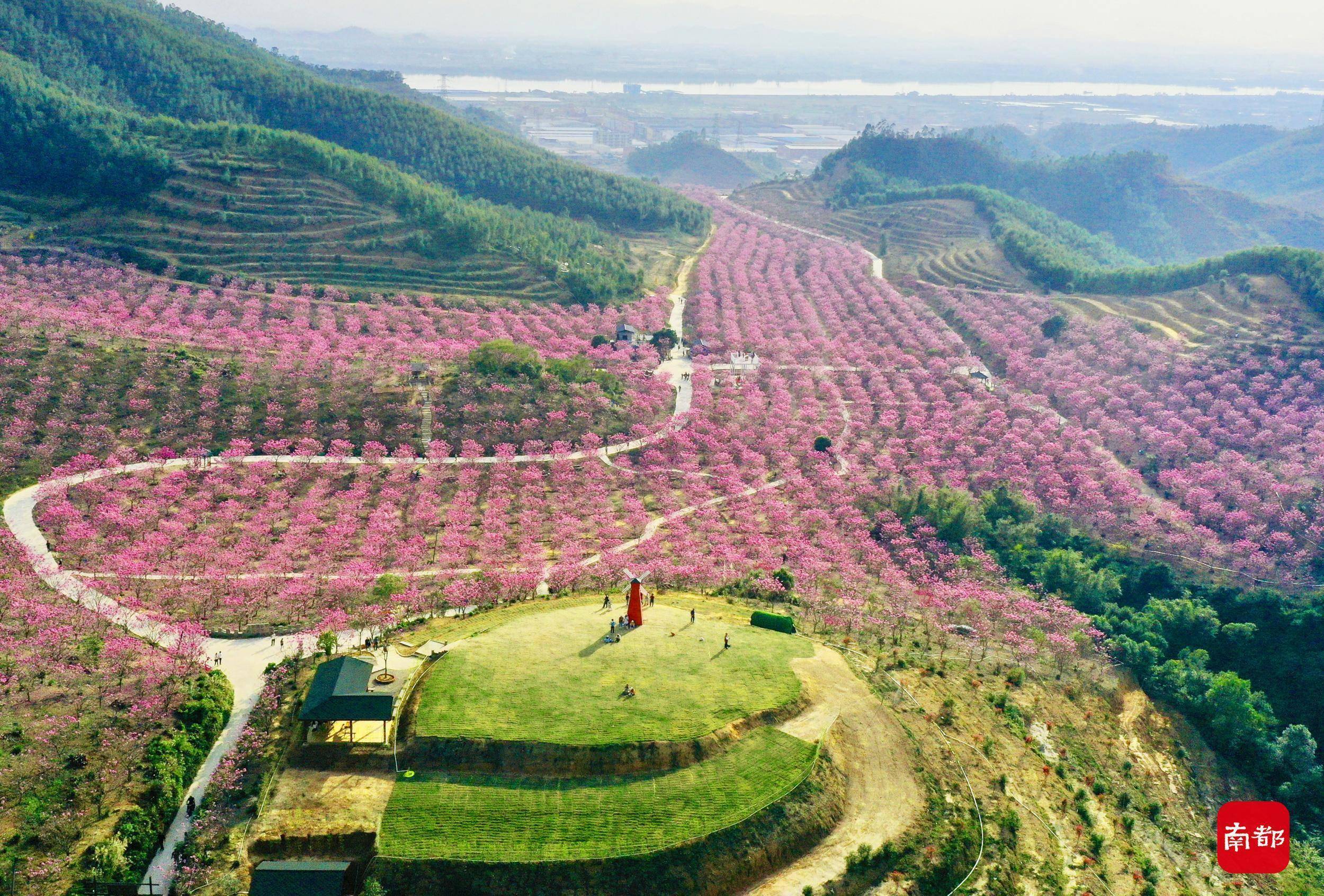 平台|江门这个村，数千株紫花风铃木齐齐盛开，点燃整个冬天