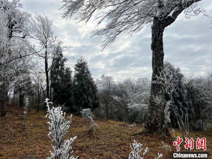 杆洞乡|广西北部深山出现一片彩色雪原