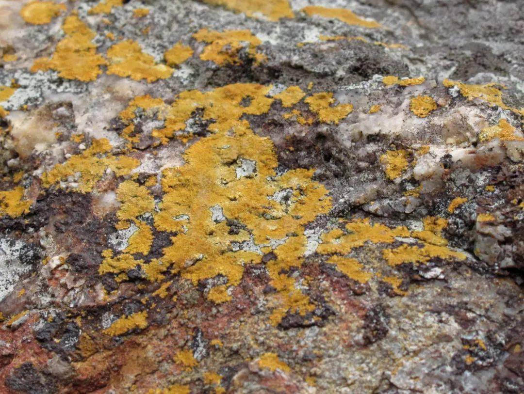 象山涂茨的海蚀岩石和地衣画