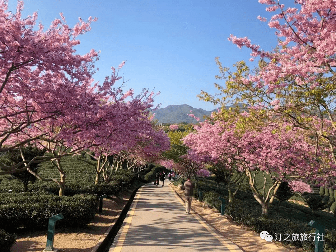 中国醉美樱花圣地有童话般梦幻的樱花之国