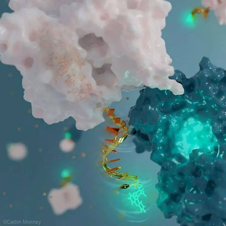 科学家用DNA制成能近距离观察蛋白质的发光纳米天线_研究人员_开发_荧光
