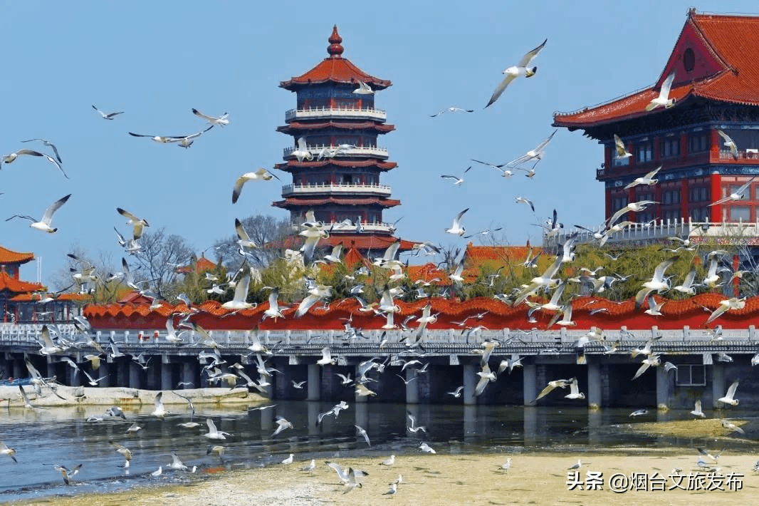 海鸥|海鸥、大海，来一场浪漫的邂逅吧！一起走进仙境蓬莱贺年会——滨海鸥遇蓝色游?