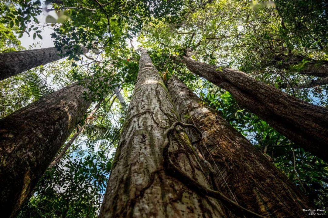 回归又是9.9！全球「第一美」，夸就完了！