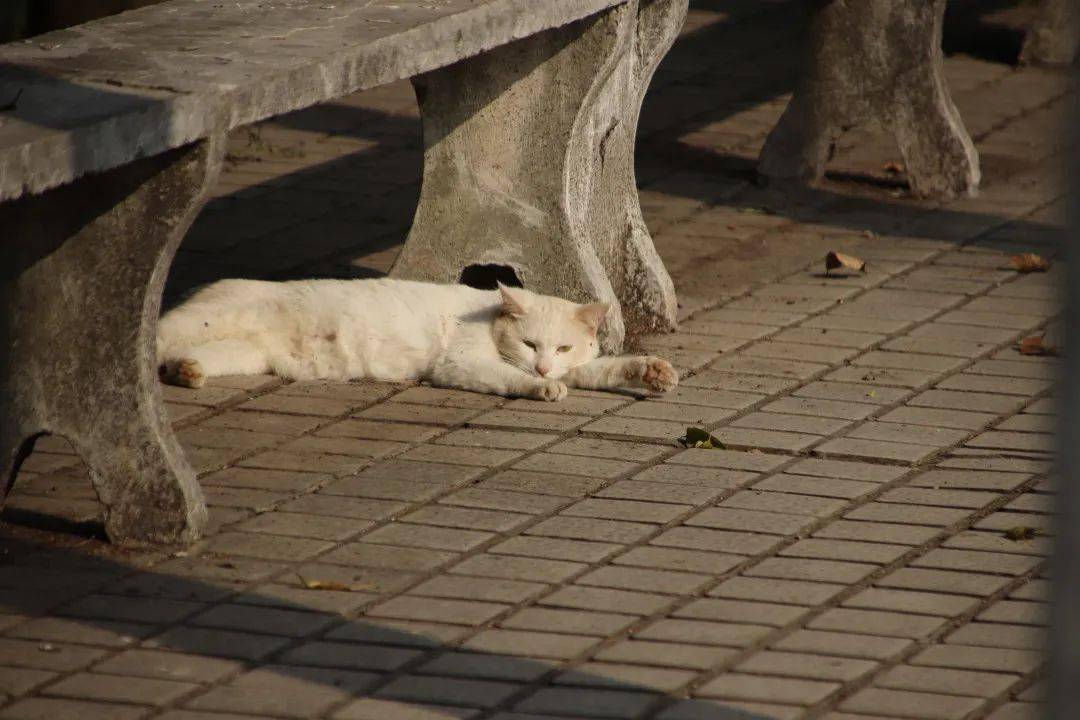 校园短剧之猫咪的奇妙世界