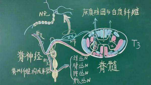 解剖图|绝了！浙江一大学老师手绘的人体解剖图如艺术品