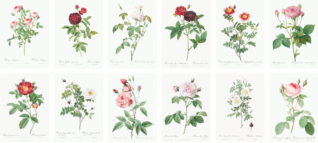 玫瑰花植物介绍卡片图片