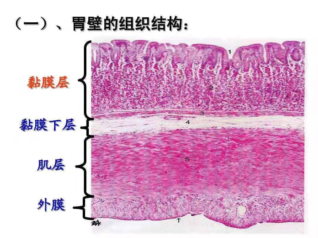 粘膜下层图片