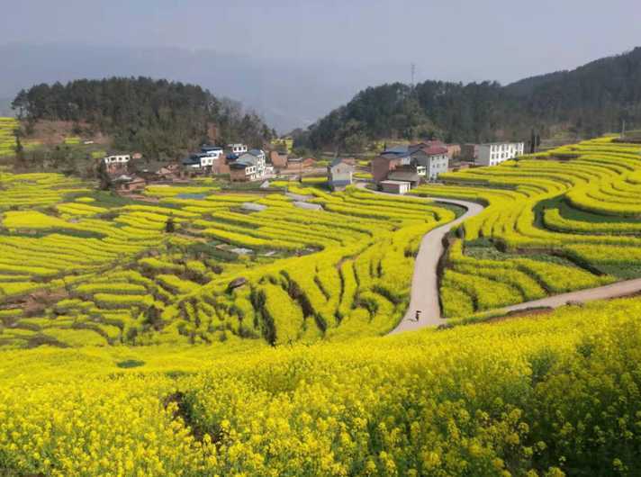 宜宾市屏山县油菜花开了