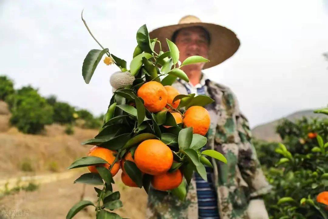 梦境解析，梦见摘沙糖桔翻车了——生活中的平衡与挑战