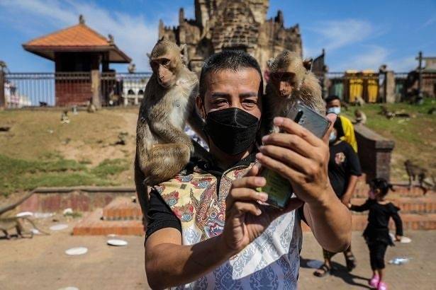 数千只野生猴在泰国街头横冲直撞为所欲为，市民：又爱又恨
