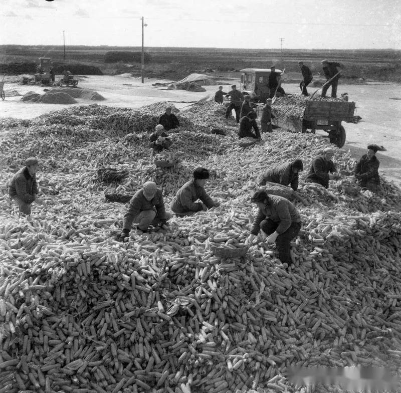 【856·关注】一组来自856农场的老照片!轰动国人_北大荒_连队_演出