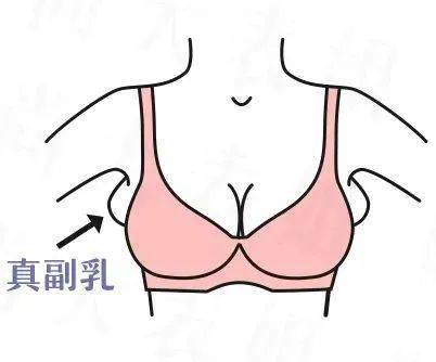 乳房是什么样子的图片