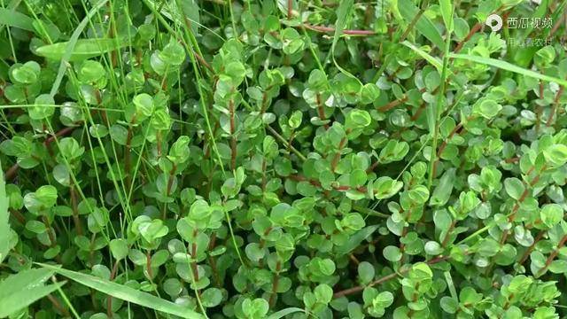 谁人不识"圆叶节节菜"!