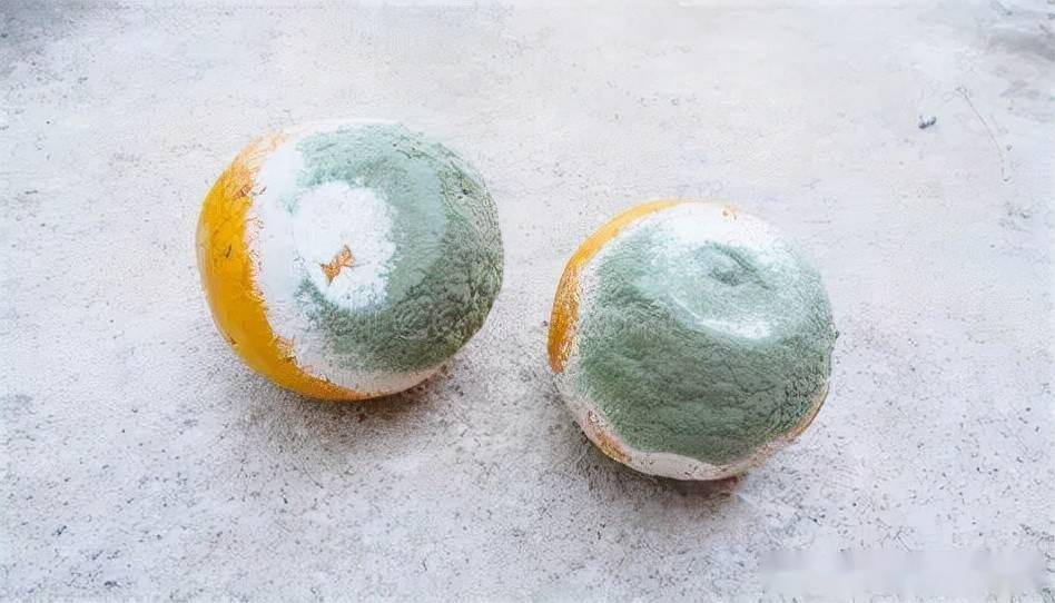 桔青霉(penicillium citrinum)他汀降脂作用的发现_合成_胆固醇_真菌