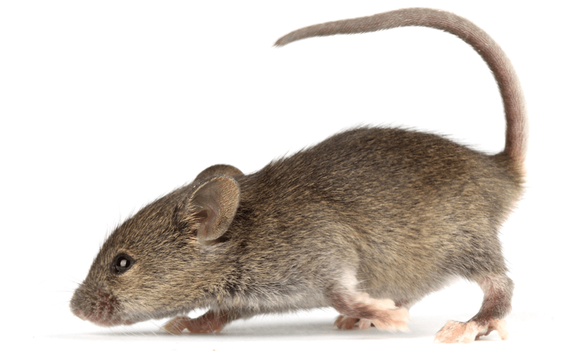 老虎何时起源？人何时与黑猩猩“分离”？起底哺乳动物演化路线