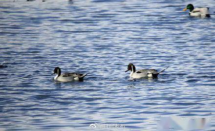陈礼|张掖国家湿地公园来了针尾鸭和“熊猫鸭”