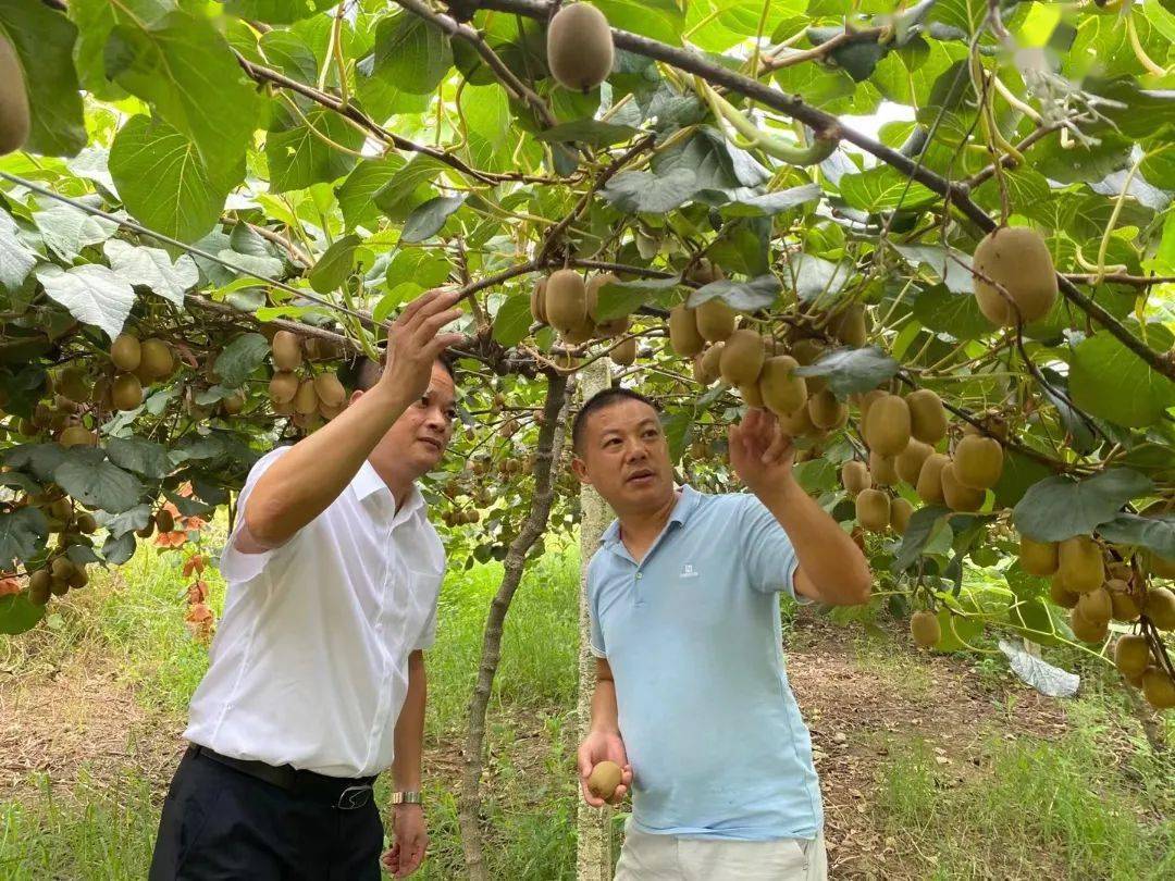 走進奉新縣赤岸鎮,放眼馬路兩旁,獼猴桃果園連片成區,隨處可聽見農戶