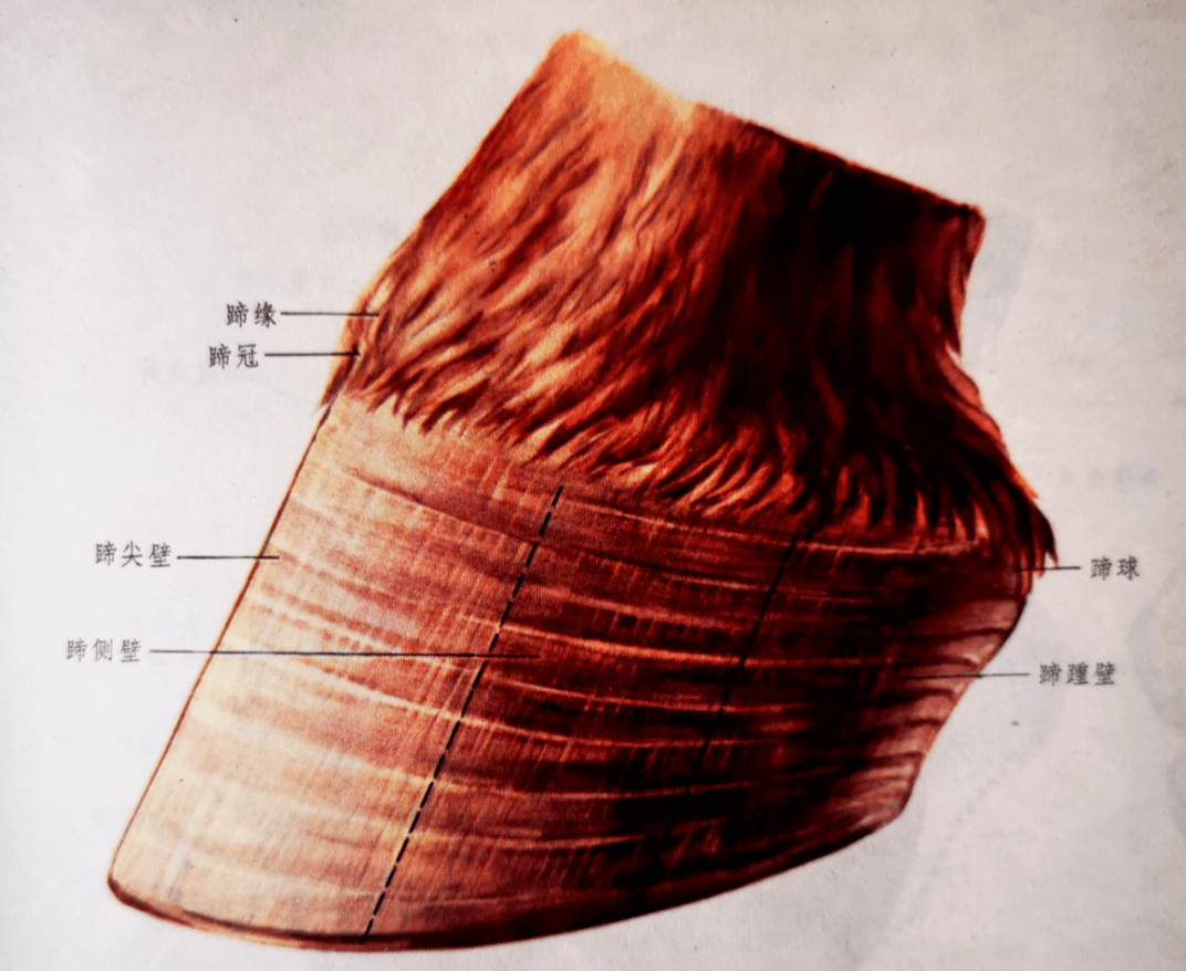 马蹄结构图片图图片