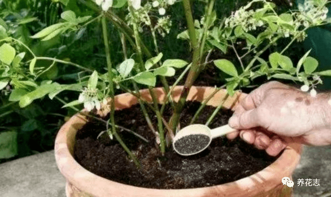 怎么养花养得好 7b676cad19134c88be786b6dfabc10c0.png