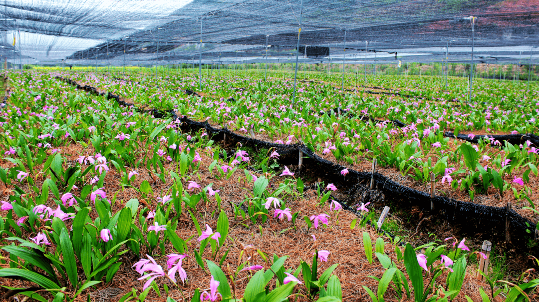 独蒜兰苗圃基地(丁焯 摄)小凉山蓝莓(郭家龙 摄)绿色小香葱 致富大