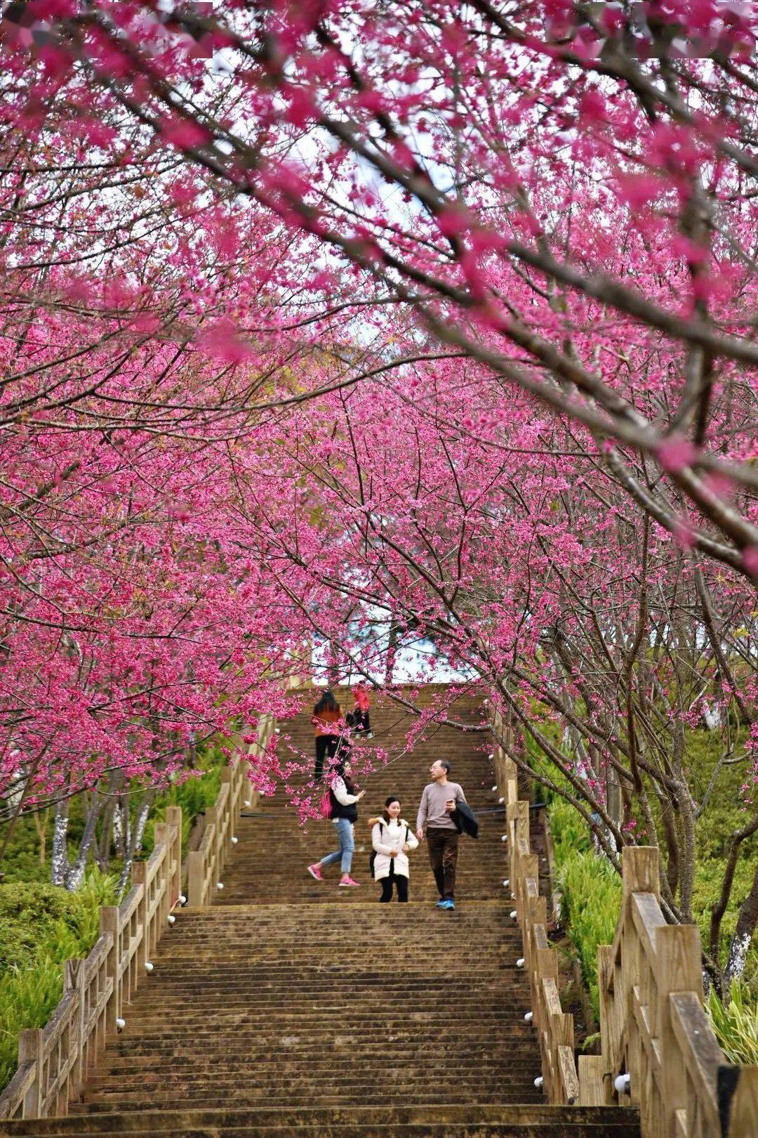 2022赏樱第三期1月23日大陆阿里山漳平永福樱花一日旅拍活动