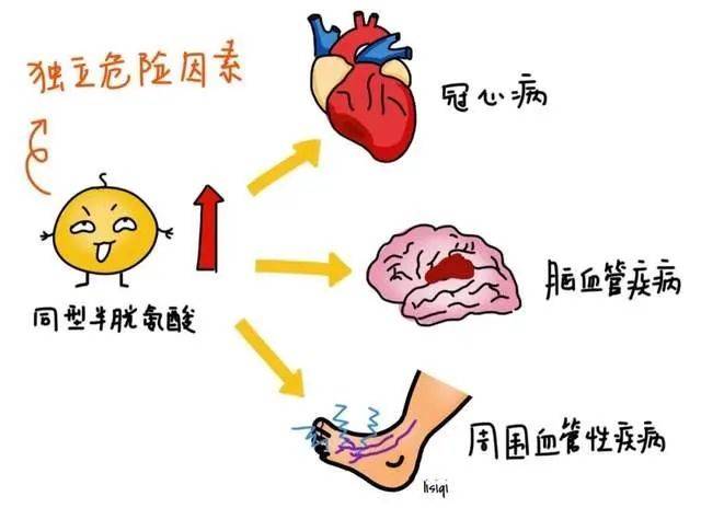 心脑血管|3高之后发现第4高，这个指标升高，心脑血管疾病风险会增加12倍！