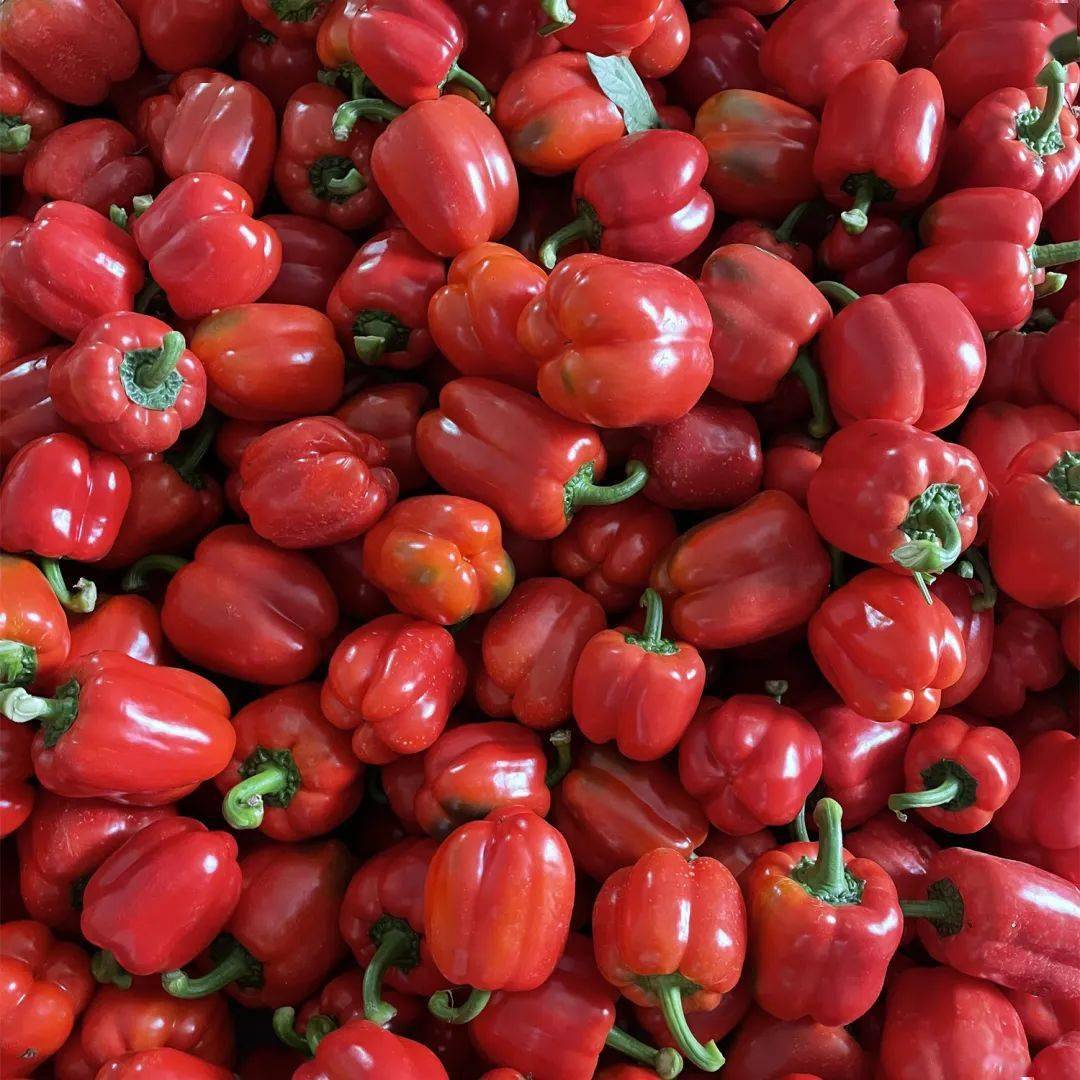 优惠供港蔬菜荷兰红甜椒羊头镇龙山村的"大个椒"这就是来自颜色丰富