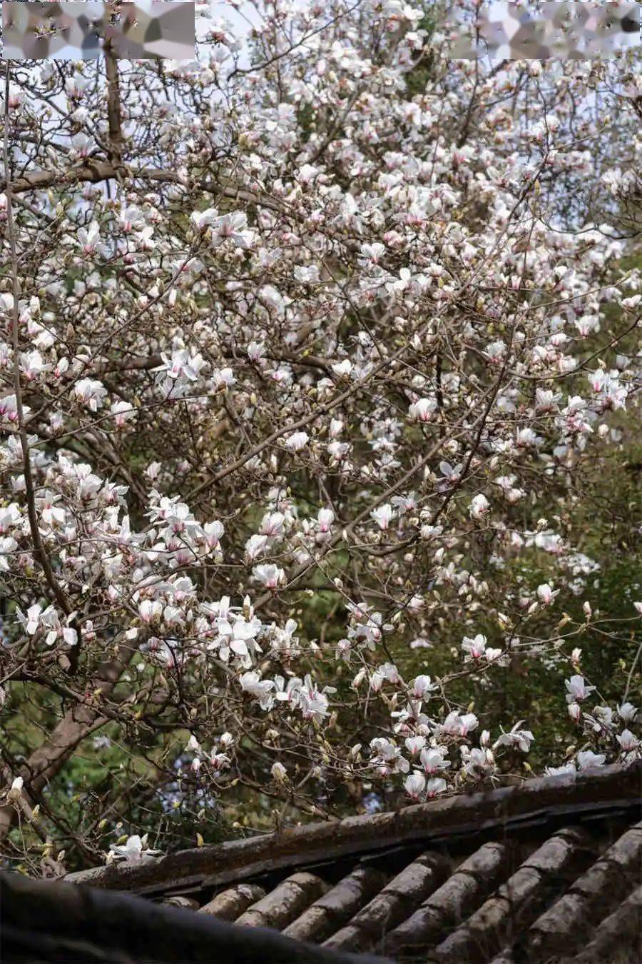 花朵|玉兰花开 白似灯盏 倾人倾城 | 昆明文旅动态