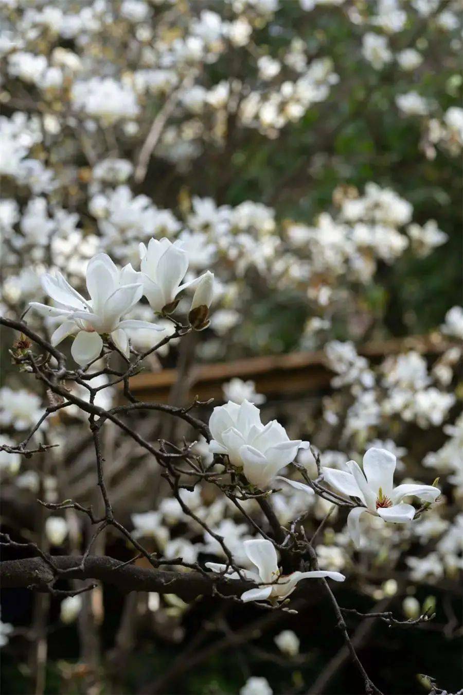 花朵|玉兰花开 白似灯盏 倾人倾城 | 昆明文旅动态