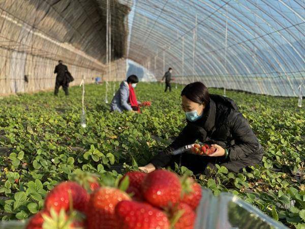 农业|河北三河：特色农业助农民增产增收