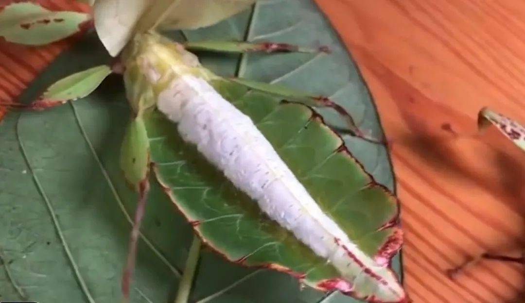 伪装树叶最厉害的昆虫——叶䗛，“一片会行走树叶”，也曾被当为是春药原料_若虫_种类_颜色