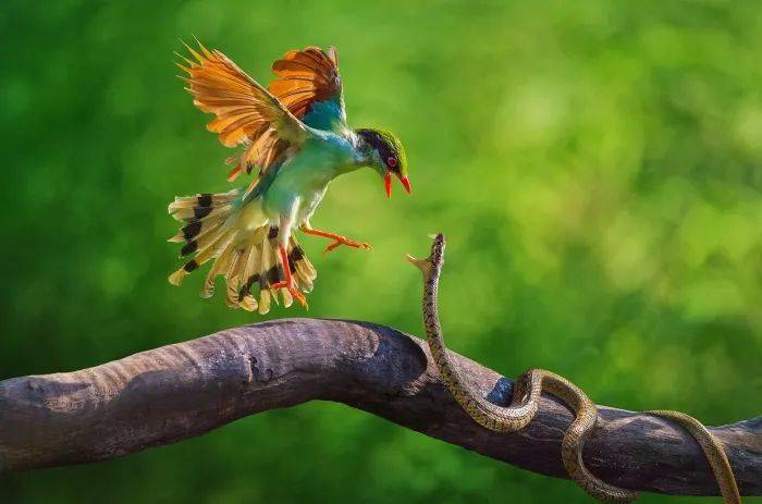 fiap金牌彩色自由组mehdi parsaeian-iran《topless》fpc奖杯lai