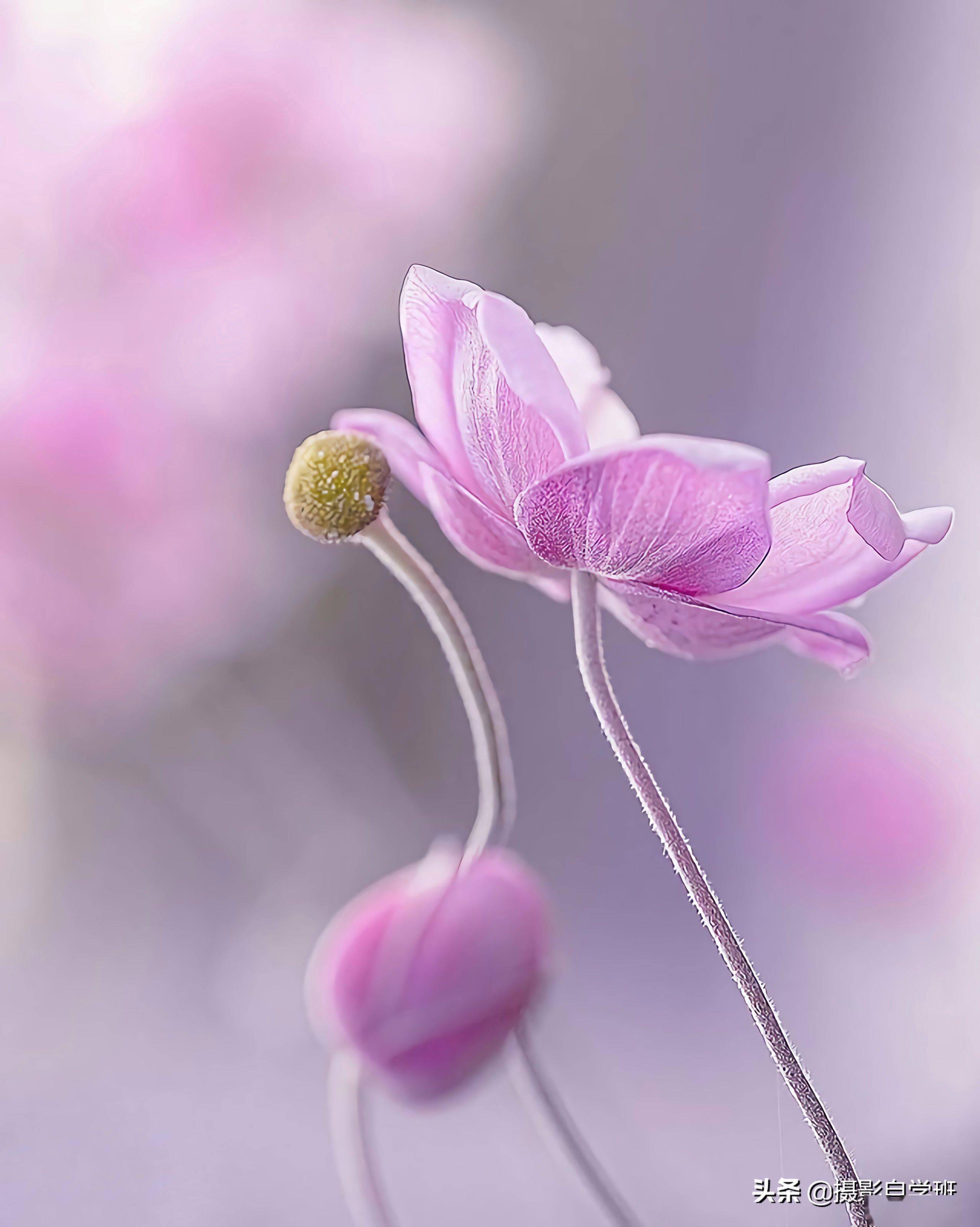 小花小草怎么拍好看 这9个摄影技巧 新手也能学得会 照片 花朵 画面